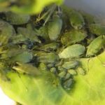 recognize catalpa aphid