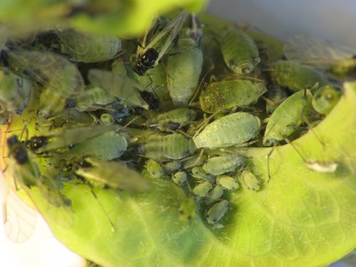 recognize catalpa aphid