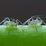 recognize aphids