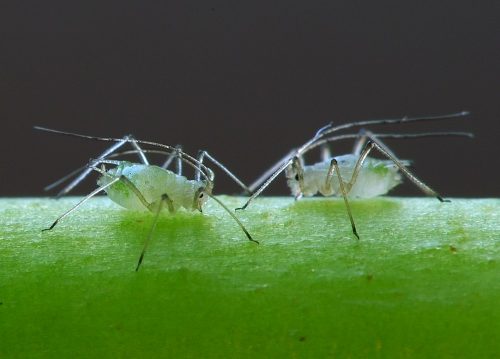 recognize aphids