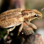 recognize Pea leaf weevil