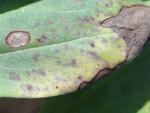 herkennen bladvlekkenziekte op tuinboon