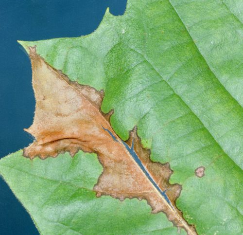 Recognize Anthracnose on plane trees