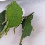 recognize willow sawfly larvae