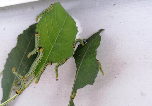 recognize willow sawfly larvae