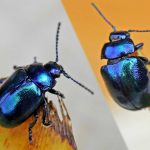 recognize blue mint beetles