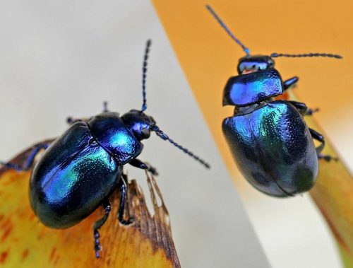 recognize blue mint beetles