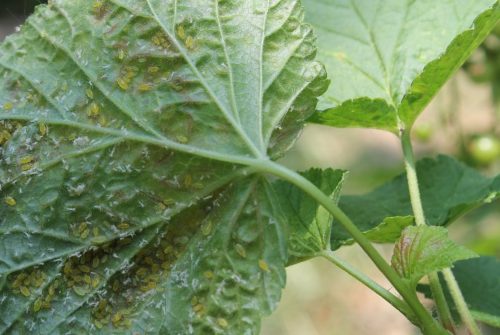 Bloedblaarluizen op blad van aalbes; veroorzaker van de rode blaren op het blad