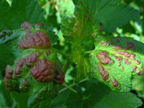recognize Currant blister aphid on currants