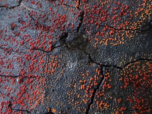 recognize fungus Nectria coccinea