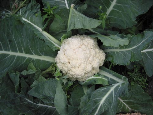 recognize cauliflower