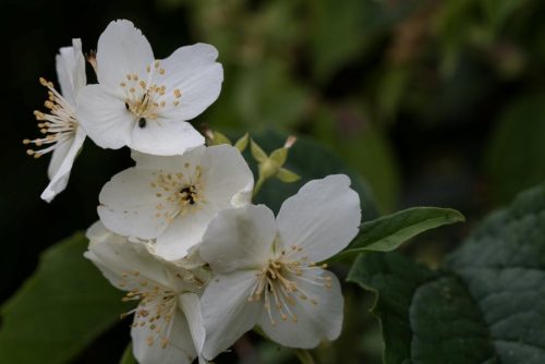 herkennen bloemen boerenjasmijn