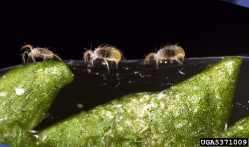 recognize red spider mites