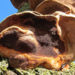 recognize fungus Cushion bracket (Phellinus tuberculosus)