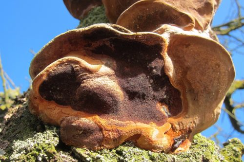 recognize fungus Cushion bracket (Phellinus tuberculosus)
