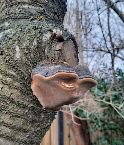 recognize Bracket fungus