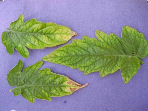 recognize boron deficiency in tomato