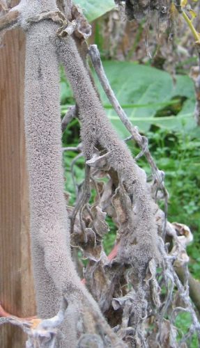 herkennen grauwe schimmel op tomatenplant