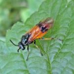 recognize bramble sawfly