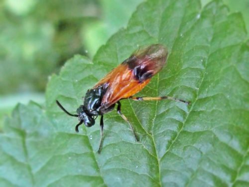 recognize bramble sawfly