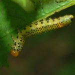 recognize larvae Bramble sawfly