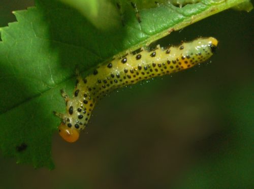 recognize larvae Bramble sawfly