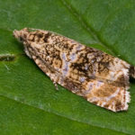 recognize tortrix moths