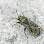 recognize Nettle ground bug