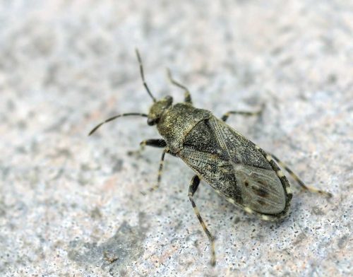 recognize Nettle ground bug