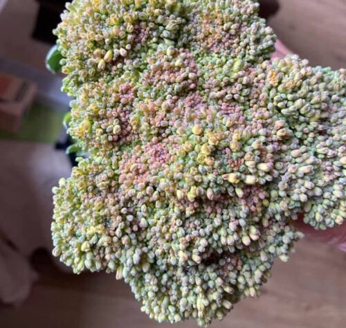 herkennen te late oogst broccoli