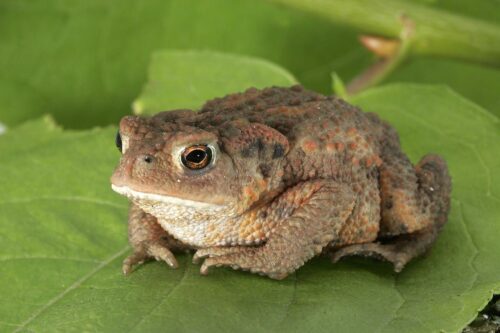 recognize common toad