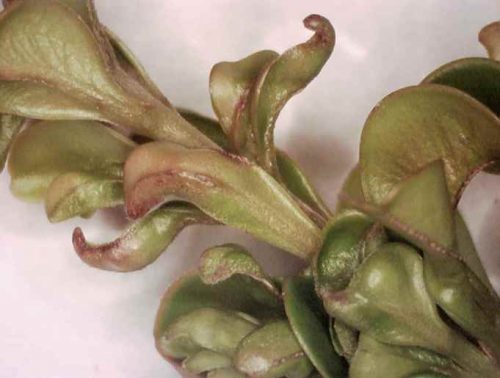 recognize damage by boxwood bud mite
