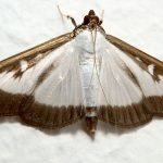 recognize Box tree moth