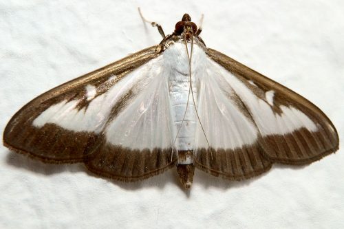 recognize Box tree moth