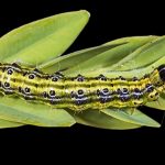 recognize caterpillar Box tree moth