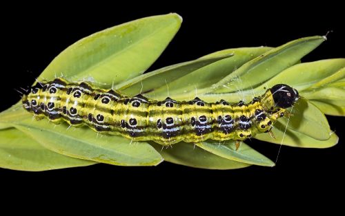 recognize caterpillar Box tree moth