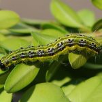 recognize caterpillar Box tree moth