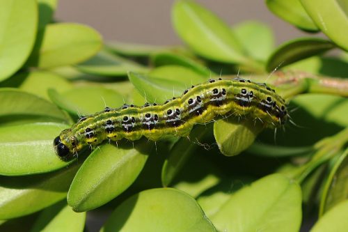 recognize caterpillar Box tree moth