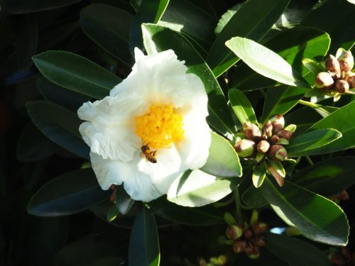 Herkennen Camelia