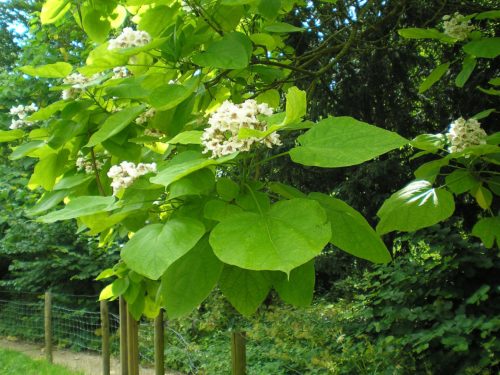 Bloeiende Catalpa