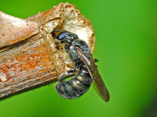 recognize Blue carpenter bee