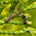 recognize cypress aphid