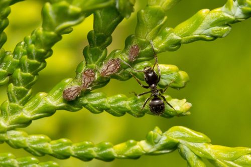 recognize cypress aphid