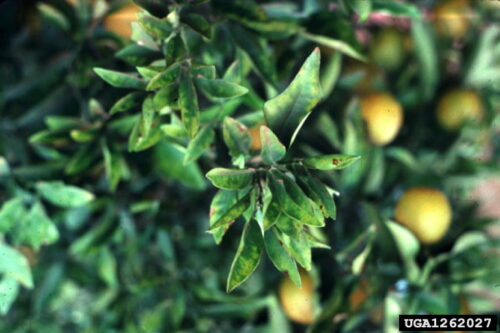 herkennen Xylella op sinaasappelboompje