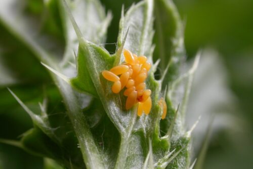 recognize ladybird eggs