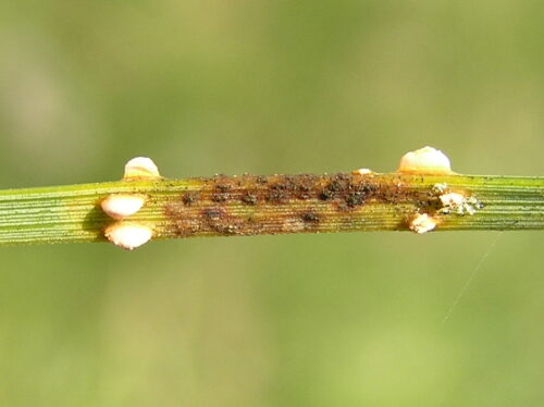 recognize Coleosporium tussilaginis on pinus sylvestris