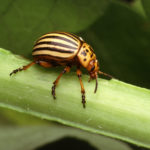 recognize Colorado potato beetle