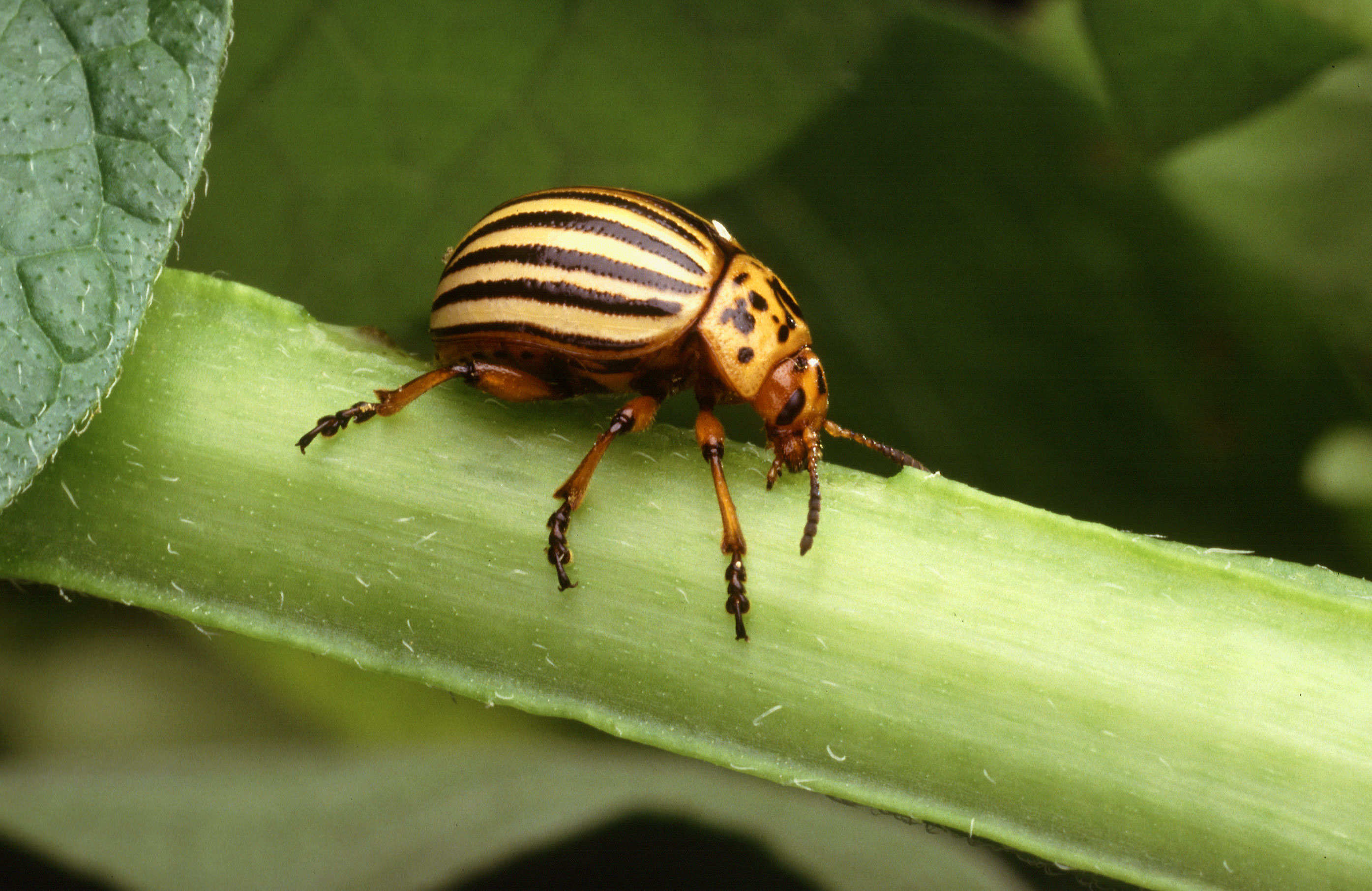 recognize Colorado potato beetle