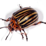 recognize colorado potato beetle