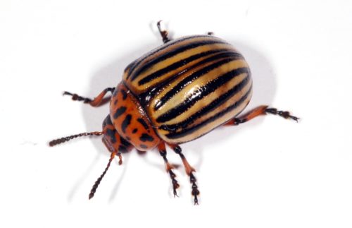 recognize colorado potato beetle
